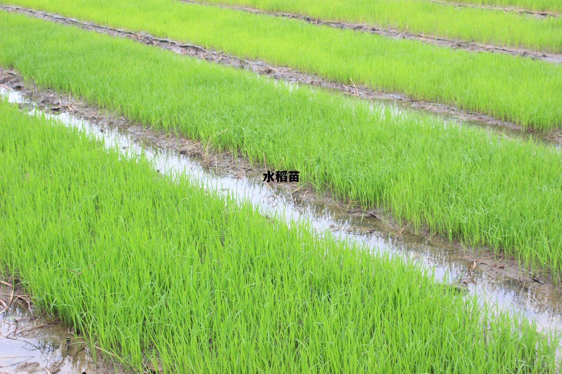 水稻苗床图片，水稻苗