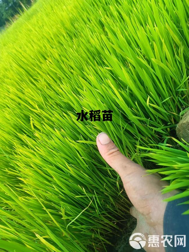 水稻苗床图片，水稻苗