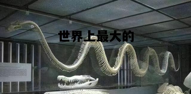 世界上耳朵最大的人，世界上最大的