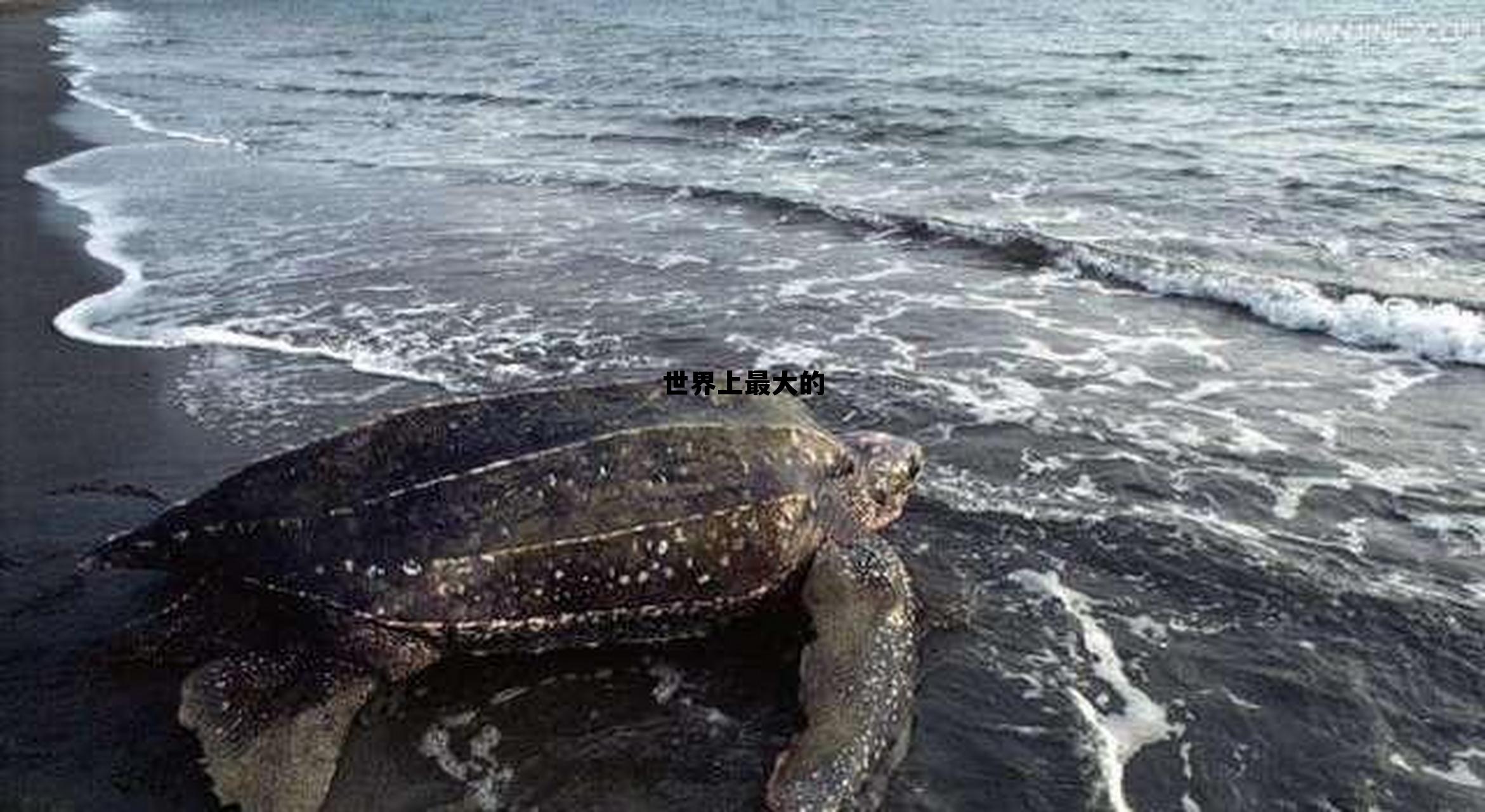 世界上耳朵最大的人，世界上最大的