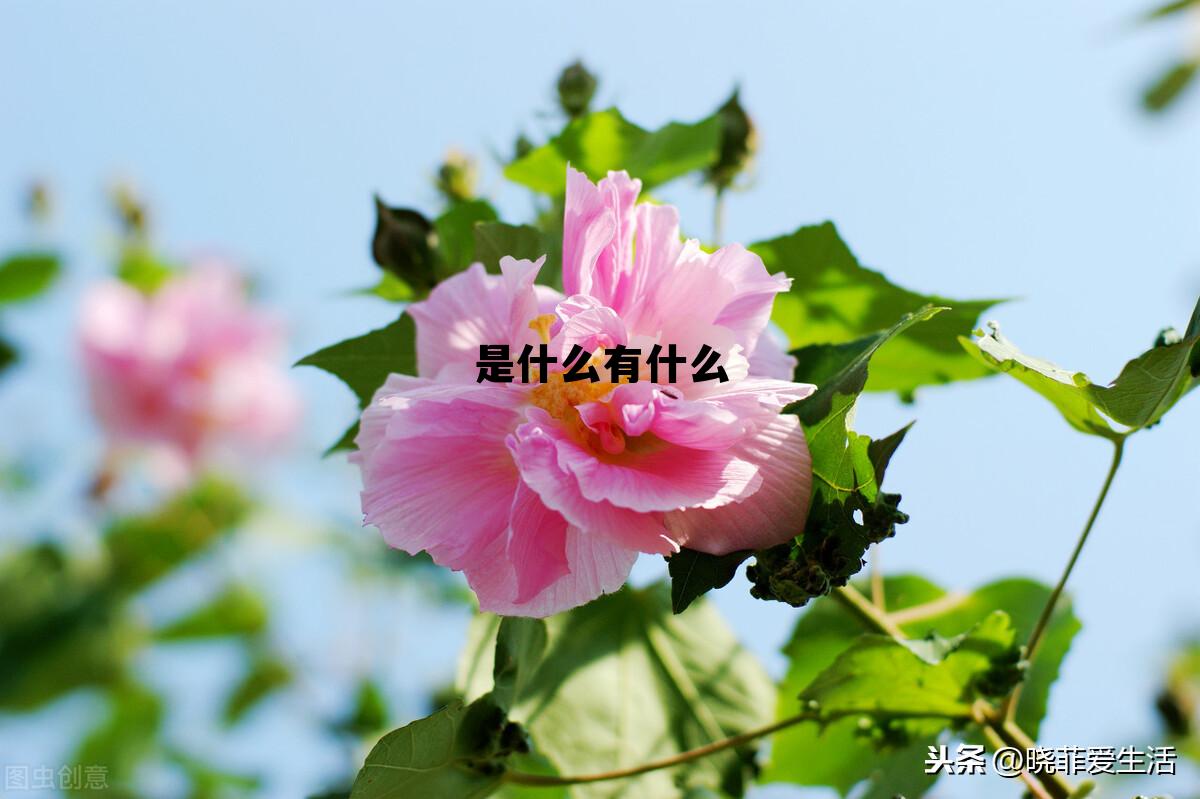 是什么有什么为什么怎么办，是什么有什么