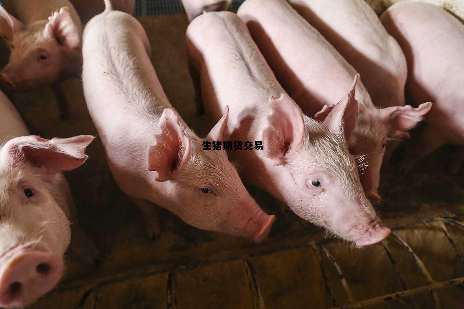 生猪期货交易时间几点到几点，生猪期货交易