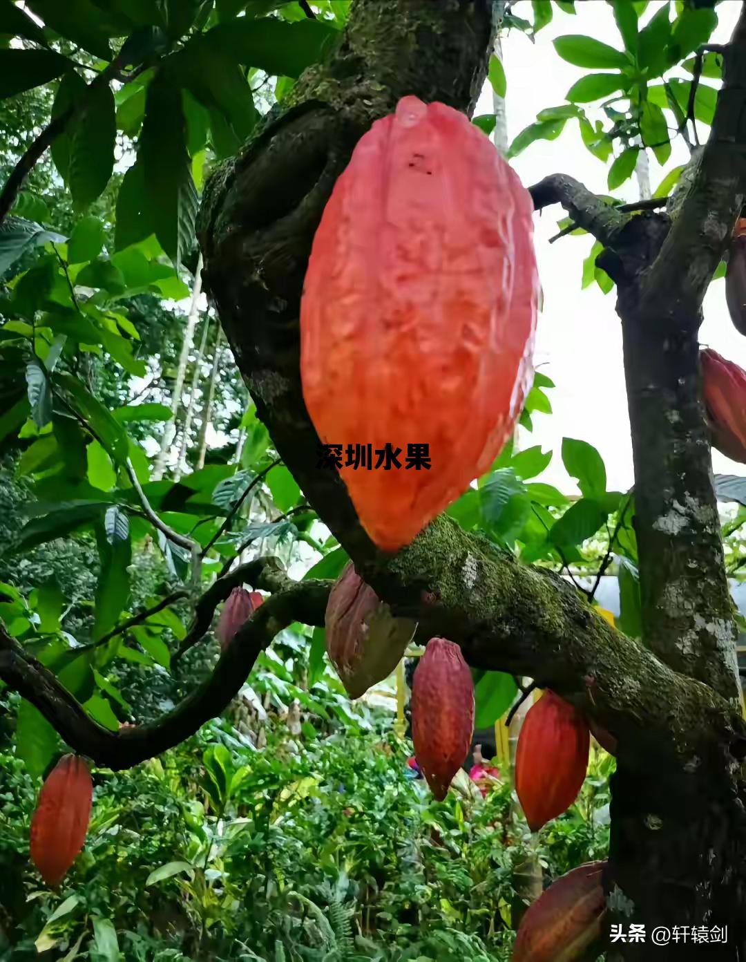 深圳水果批发市场进货渠道，深圳水果